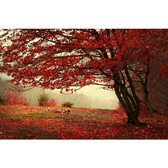 Papier peint panoramique - Arbre Fleurs rouges
