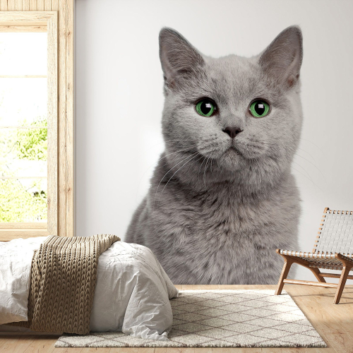 Papier peint panoramique - Chat
