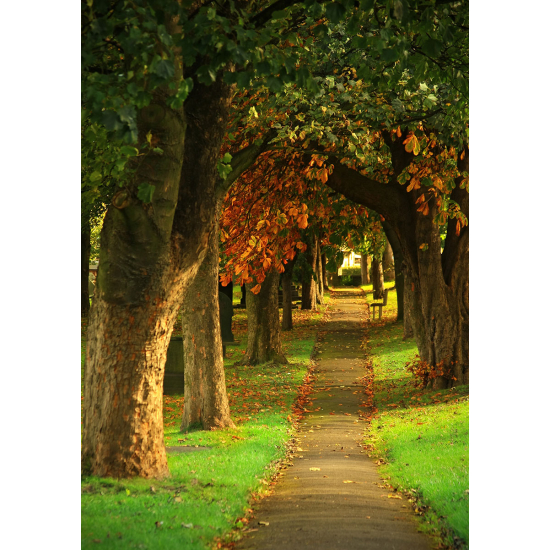 Papier peint panoramique - Chemin Automne