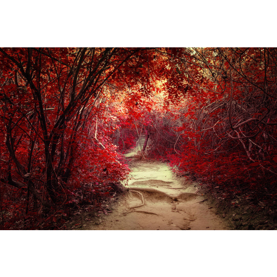 Papier peint panoramique - Chemin feuilles rouges