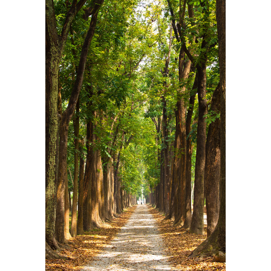 Papier peint panoramique - Chemin Forêt