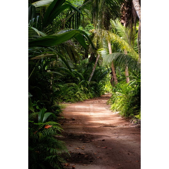 Papier peint panoramique - Chemin Forêt 