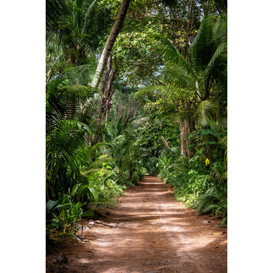 Papier peint panoramique - Chemin Forêt 
