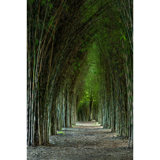 Papier peint panoramique - Chemin forêt