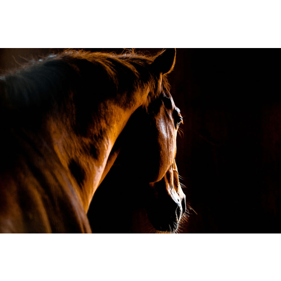 Papier peint panoramique - Cheval