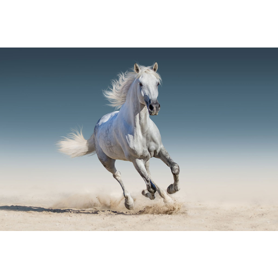 Papier peint panoramique - Cheval