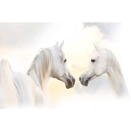 Papier peint panoramique - Chevaux