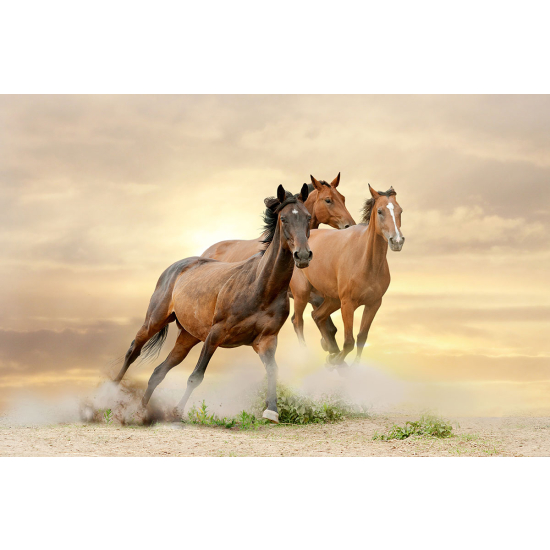 Papier peint panoramique - Chevaux