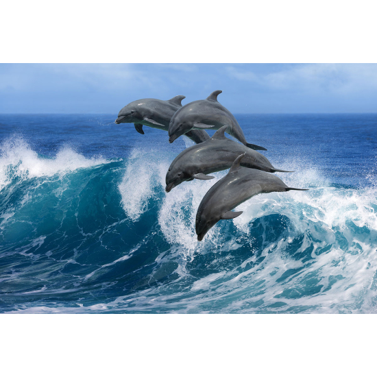 Papier peint panoramique - Dauphins