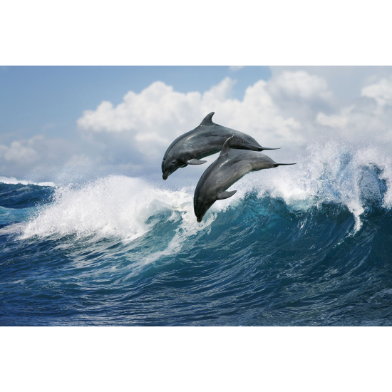 Papier peint panoramique - Dauphins