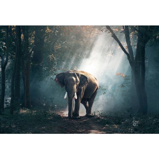 Papier peint panoramique - Éléphant