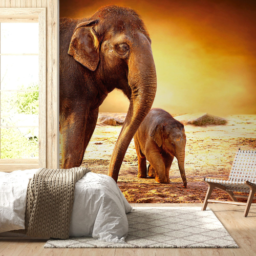 Papier peint panoramique - Éléphants