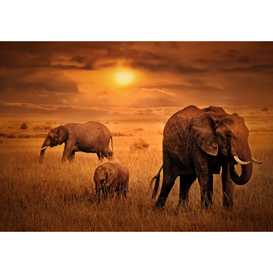 Papier peint panoramique - Éléphants Savane