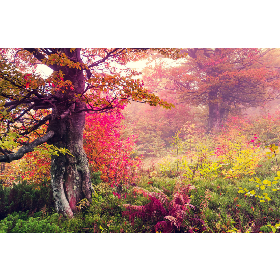 Papier peint panoramique - Forêt automne