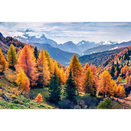 Papier peint panoramique - Forêt Automne