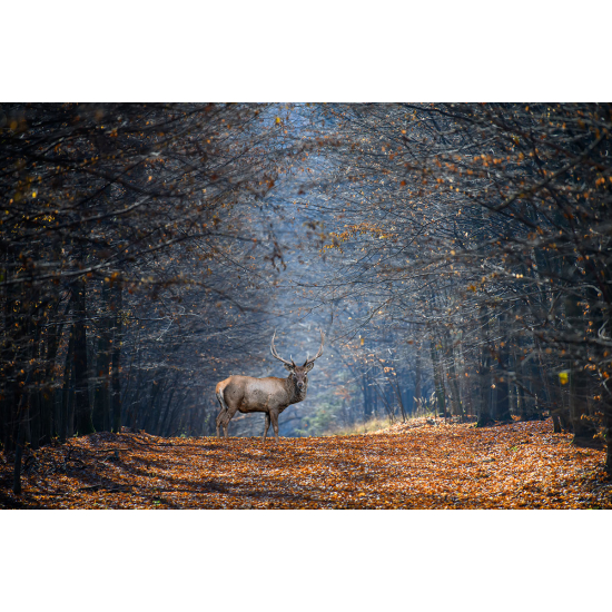 Papier peint panoramique - Forêt et Cerf