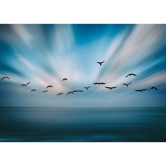 Papier peint panoramique - Oiseaux