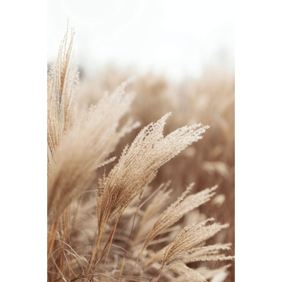 Papier peint panoramique - Pampas