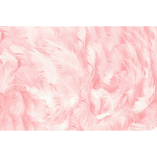 Papier peint panoramique - Plumes