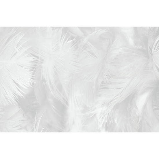 Papier peint panoramique - Plumes