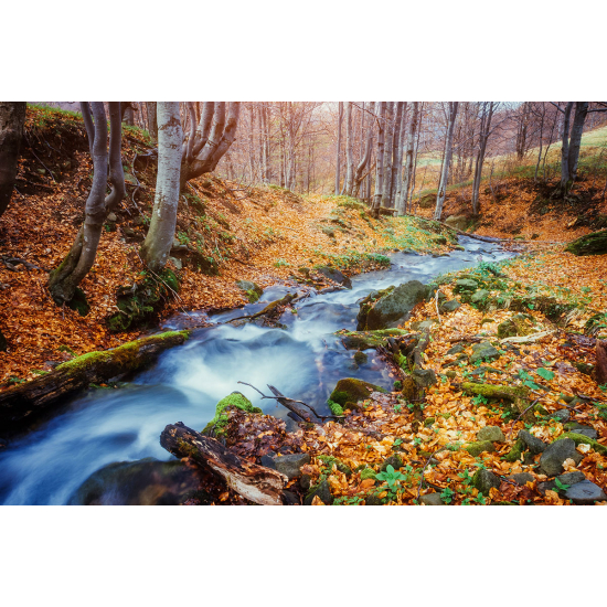 Papier peint panoramique - Rivière Forêt
