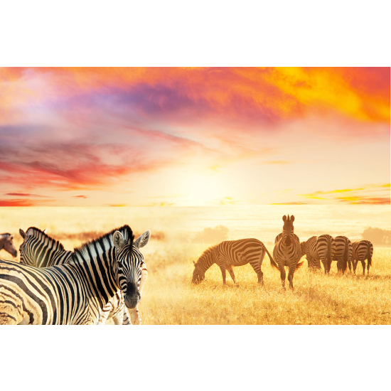 Papier peint panoramique - Zèbres Savane