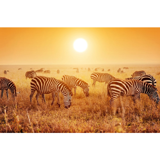 Papier peint panoramique - Zèbres Savane